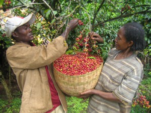 farmers-ethiopia