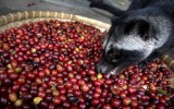 Индонезия и ее кофейное разнообразие