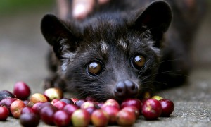 Kopi Luwak